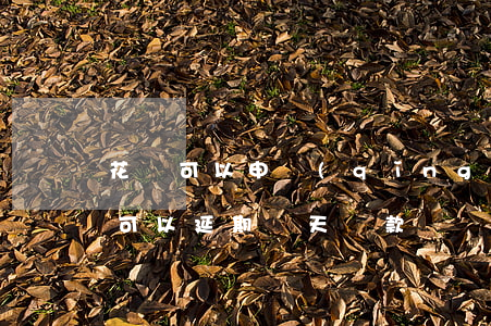 花唄可以申請(qǐng)延期還款-花唄可以延期幾天還款