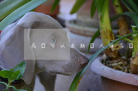 花唄可以逾期幾天呀(花唄可以逾期幾天呀)