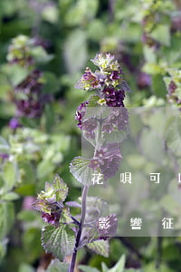 花唄可以逾期幾天 花唄可以逾期幾天后還了影響征信嗎