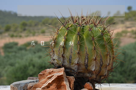 花唄咋逾期