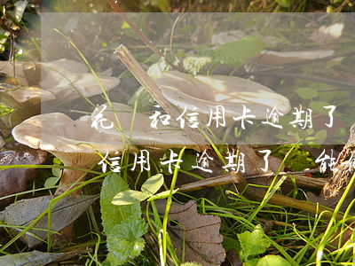 花唄和信用卡逾期了還能做按揭嗎-花唄和信用卡逾期了還能做按揭嗎