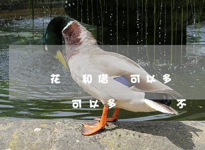 花唄和借唄可以多長時間不還款-花唄和借唄可以多長時間不還款呢
