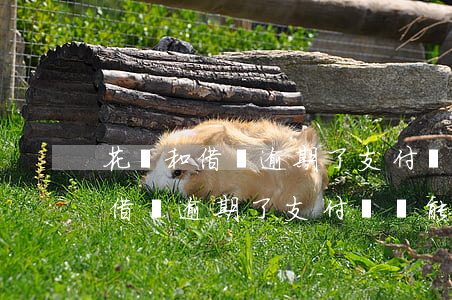 花唄和借唄逾期了支付寶還能用嗎-花唄和借唄逾期了支付寶還能用嗎安全嗎