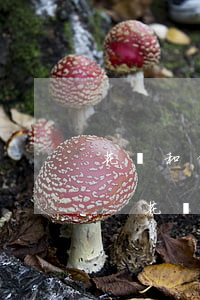 花唄和借唄逾期什么時(shí)間催款啊-花唄和借唄逾期什么時(shí)間催款啊怎么辦