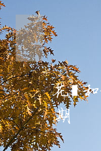 花唄和借唄逾期多久催款(借唄幾天還款算逾期)