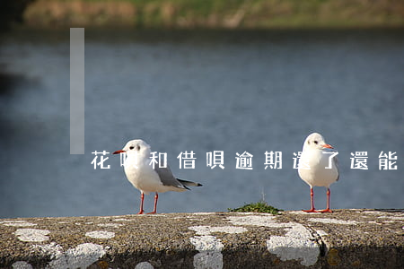花唄和借唄逾期還了還能開通嗎-