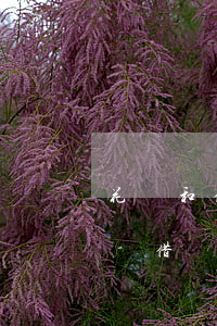 花唄和借唄還款短信是同一號(hào)碼-借唄還款短信號(hào)碼是不是每個(gè)人不一樣