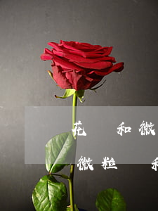 花唄和微粒貸都逾期先還哪一個(gè)-微粒貸和花唄借唄哪個(gè)逾期危害性大
