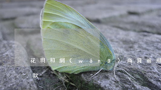 花唄和網(wǎng)商貸逾期哪個會先扣款