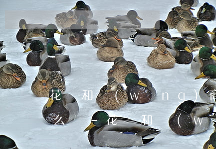 花唄和網(wǎng)商貸逾期快半年了怎么辦-花唄和網(wǎng)商貸逾期快半年了怎么辦呢