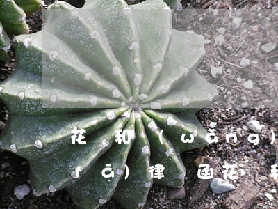 花唄和網(wǎng)商貸逾期會不會發(fā)律師函(花唄和網(wǎng)商貸逾期不接電話但是會還錢可以嗎)