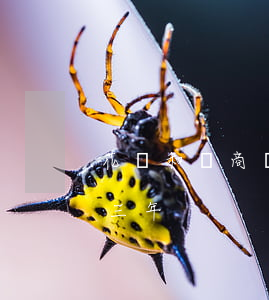 花唄和網商貸有關系嗎-網商貸欠6萬逾期三年
