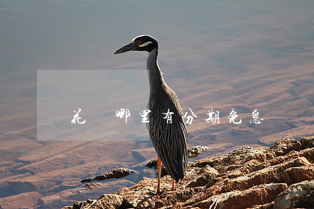 花唄哪里有分期免息