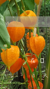 花唄嚴(yán)重逾期10天(花唄逾期10天會怎么樣還款后還能使用嗎)