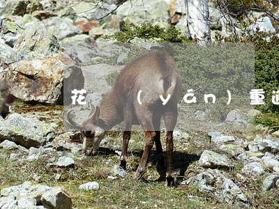 花唄 嚴(yán)重逾期兩年