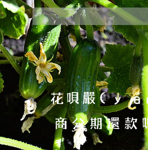 花唄嚴(yán)重逾期可以協(xié)商分期還款嗎 還唄逾期還不上可以協(xié)商分期還款嗎