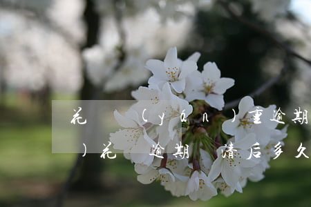 花唄嚴(yán)重逾期是多久恢復(fù)(花唄逾期還清后多久才能恢復(fù)使用能申訴么)