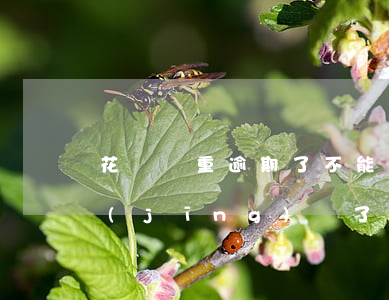 花唄嚴重逾期了不能用(為什么花唄逾期已經(jīng)還了,但是用不了花唄)