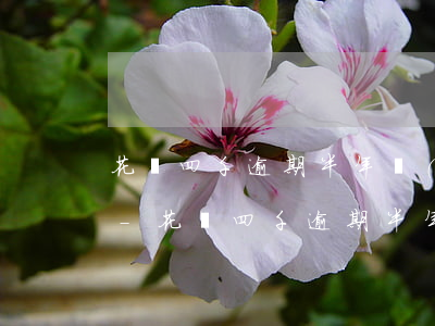 花唄四千逾期半年發(fā)短信要起訴了-花唄四千逾期半年發(fā)短信要起訴了怎么辦
