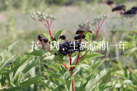 花唄因為生病逾期一年
