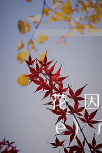 花唄因為網(wǎng)貸逾期凍結(jié)了(花唄有逾期被凍結(jié),大概什么時候可以解除)