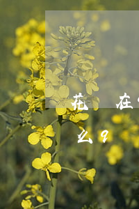 花唄在9號(hào)還算逾期嗎(花唄為什么9號(hào)還款)