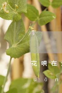 花唄在沒(méi)有逾期的情況下關(guān)閉了-花唄在沒(méi)有逾期的情況下關(guān)閉了會(huì)怎么樣