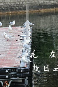 花唄在還款日之前還還有利息嗎-花唄在還款日之前還還有利息嗎怎么算