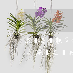花唄在還款日借出是在下個(gè)月還嗎-花唄在還款日借出是在下個(gè)月還嗎