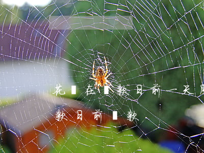 花唄在還款日前一天用的怎么還-花唄在還款日前還款