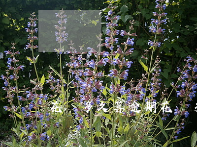 花唄多久算逾期（花唄多久算逾期）