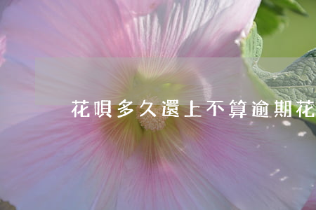 花唄多久還上不算逾期(花唄多久才還款)