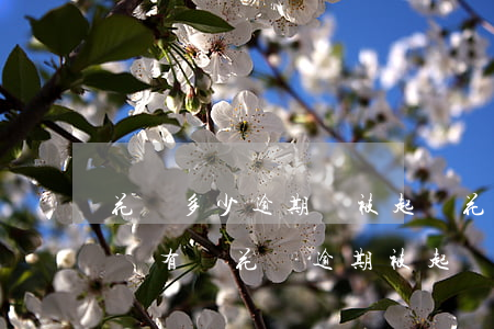 花唄多少逾期會被起訴?花唄逾期被起訴怎么辦（有誰花唄逾期被起訴了）