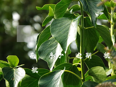 花唄多少錢逾期會被傳喚(花唄多少錢逾期會被傳喚)