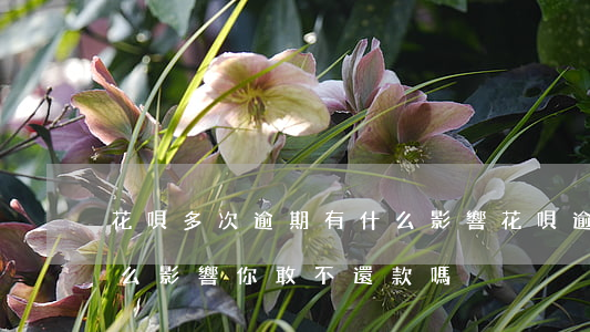 花唄多次逾期有什么影響(花唄逾期還款有什么影響?你敢不還款嗎)