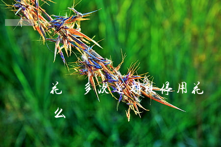 花唄多次逾期被停用(花唄多次逾期被停用怎么辦)