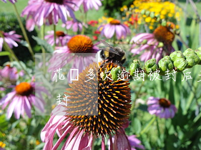 花唄多次逾期被封后多久解封(花唄多久會解封)