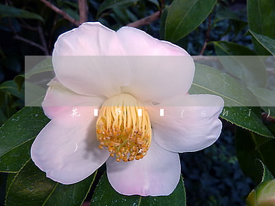 花唄多長時(shí)間逾期凍結(jié)