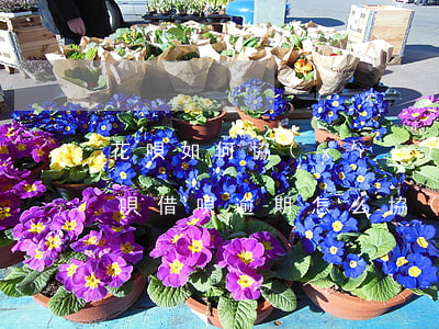 花唄如何協(xié)商只還本金(支付寶花唄借唄逾期怎么協(xié)商只還本金)