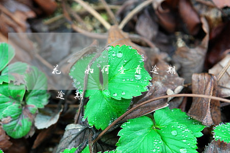 花唄如何查看逾期記錄嗎(怎么看花唄以前的逾期記錄)