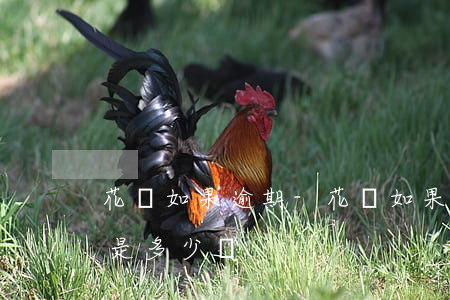 花唄如果逾期-花唄如果逾期1天還款,利息是多少錢
