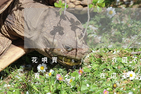 花唄實(shí)在還不起了怎么辦-花唄實(shí)在還不起了怎么辦 飯都吃不起了