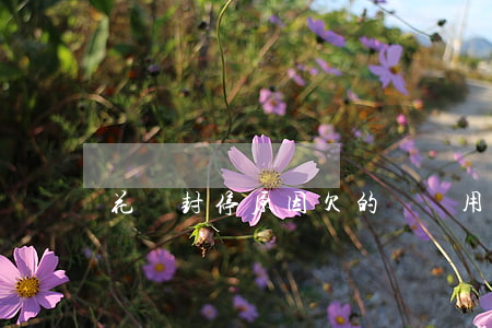 花唄封停原因欠的錢還用還嗎