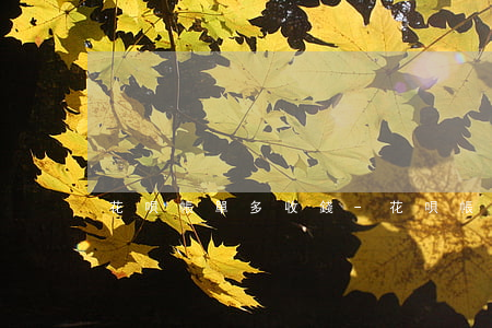 花唄帳單多收錢-花唄帳單多收錢怎么辦