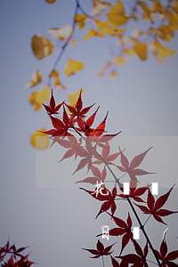 花唄幾號(hào)還款不算逾期(花唄還款日當(dāng)天幾點(diǎn)之前還款不算逾期)