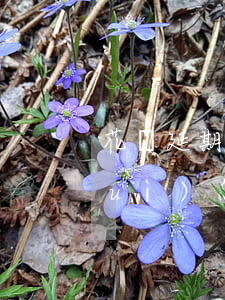 花唄延期還款算逾期嗎(花唄延期還款會(huì)怎樣)