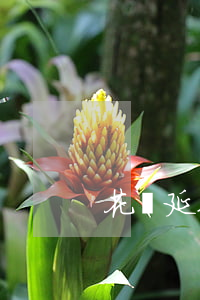 花唄延期還款這個還還是下月還-