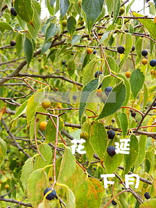 花唄延遲下月還還可以最低還款嗎-花唄延遲下月還還可以最低還款嗎