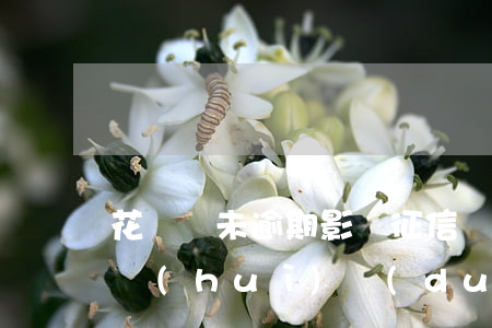 花唄從未逾期影響征信嗎(借唄花唄沒有逾期會(huì)對(duì)征信有影響嗎)