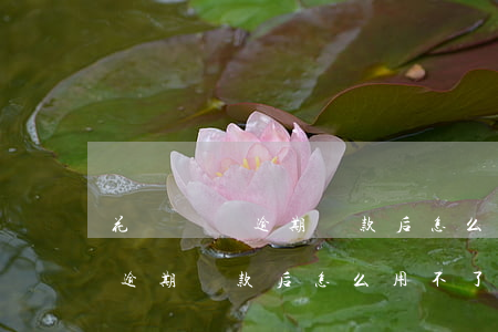 花唄從沒逾期還款后怎么用不了-花唄從沒逾期還款后怎么用不了了呢